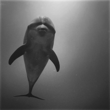 "Tursiop Dolphin" - Rangiroa, French Polynesia