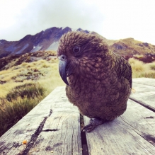 "Alpin Parrot" - Kepler Track, New Zealand