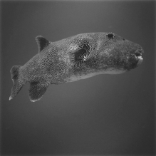 "Globefish" - Rangiroa, French Polynesia